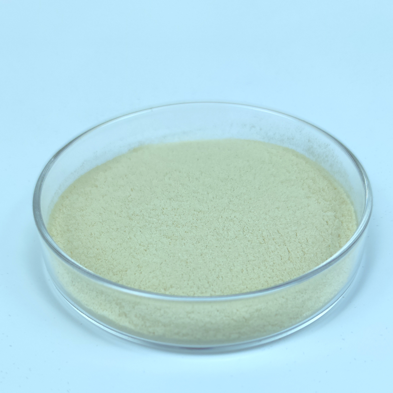 乳酸片球菌 乳酸片球菌